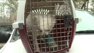 Precinct 6 Deputies RAIDER division seizes over 250 animals from one home