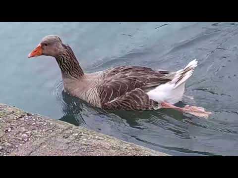 L'oasi delle papere e delle anatre