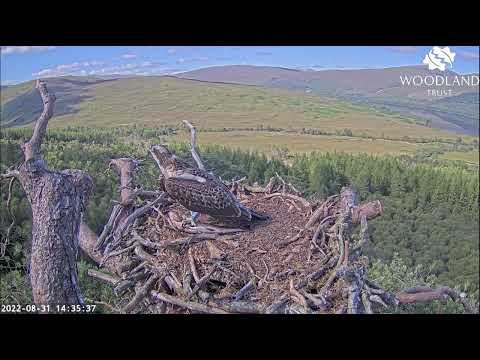 Louis delivers a large flapping fish to Sarafina the Loch Arkaig Osprey chick 31 Aug 2022