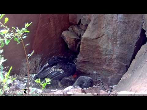 Male Condor #206 Feeds His Chick at Devils Gate– May 30, 2017