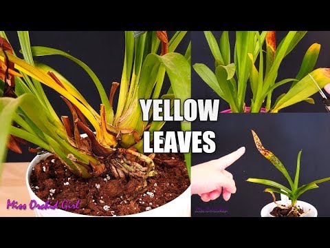 Orchid maintenance #2 - Yellowing leaves and pseudobulbs, how & when to remove