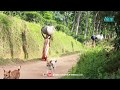 সিলেট শ্রীমঙ্গল এর কিছু অংশ Grand Srimongol Shylet Er 