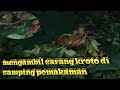 GETTING TO KNOW THE RANGRANG ANTS GENERATING WILD KROTO MENGENAL SEMUT RANGRANG PENGHASIL KROTO LIAR