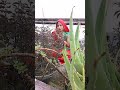 Kosi Bhar Chhath Puja