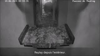 2 falcons flee following a night attack