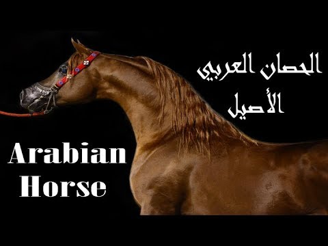 , title : 'الخيل العربي الاصيل | معلومات ستعرفها لأول مرة !! ( Arabian Horse )'