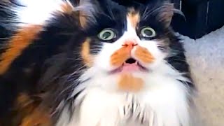 Cat Does A System Reboot | Funny Pet Videos