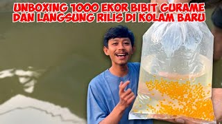 Download lagu TEBAR 1000 BIBIT IKAN GURAME DI KOLAM BARU! Budidaya Gurame dari Awal Yuk gas..  mp3