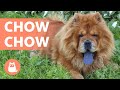 Race de chien CHOW-CHOW - Caractéristiques, caractère et soins