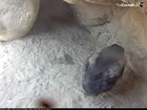 Condor Chick Plays With Loose Feathers – August 2, 2018