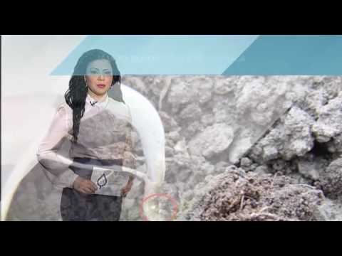 Zelena prognoza, 12.4.2017. - O kupusnoj muvi, važnoj štetočini u proizvodnji kupusnjača