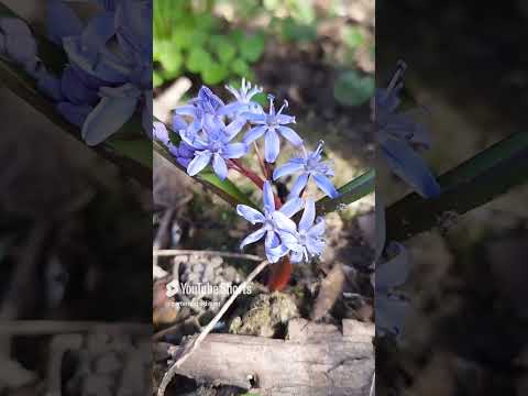 3 Zwiebelblüher mit echtem ökologischen Mehrwert: Mehr als nur Deko