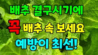 배추 결구될 시기에 진딧물이 생기면 방제하기 어려워요. 생기기전에   미리 방제하세요.