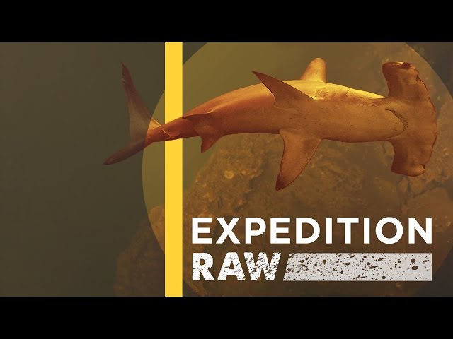 Sharks Discovered Inside Underwater Volcano (EXCLUSIVE VIDEO) | Expedition Raw