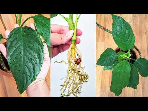 , title : 'إكثار نبات ورق الليمون _ how to propagate Aglaonema modestum plant'