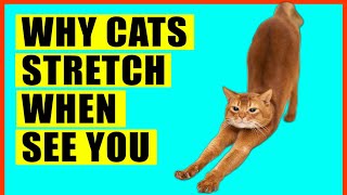 Why Cats Stretch When They See You?