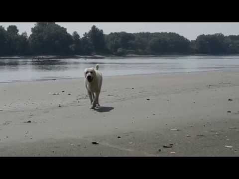 GCH. MultiCH.JCH: Romanovs Alabai NAZIR / www.tisao.cz /