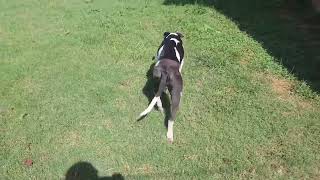Video preview image #1 Mutt Puppy For Sale in Rustburg, VA, USA