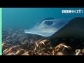 Stingray Ambushes Army Of Crabs Blue Planet II BBC Earth