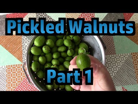 download lagu mp3 mp4 Buy Green Walnuts Uk, download lagu Buy Green Walnuts Uk gratis, unduh video klip Buy Green Walnuts Uk