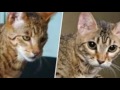 Savannah - Savannah Cat vs Bengal Cat - Understanding The Differences