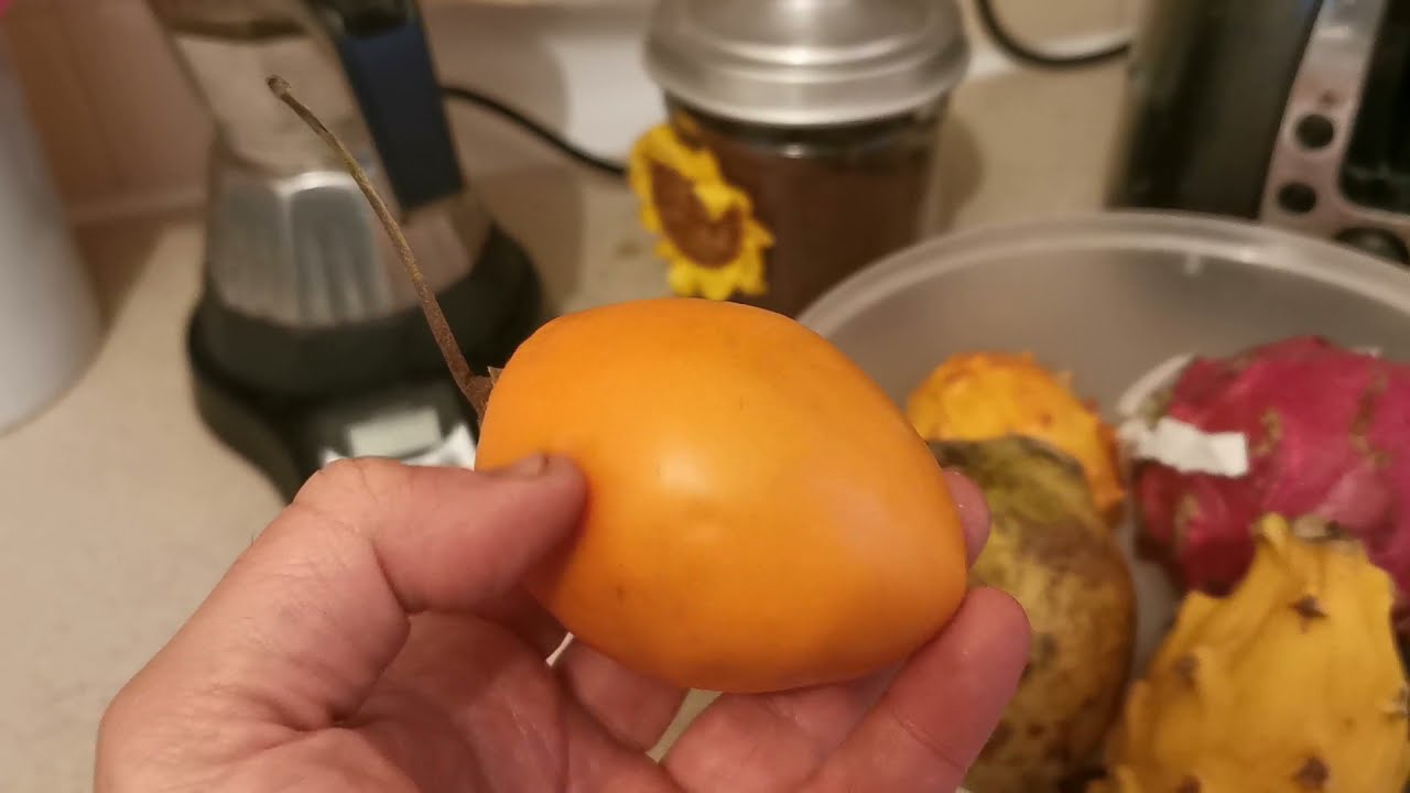 Tamarillo / Tree Tomato, Solanum betaceum. Fruit tasting review and information about the plant - YouTube