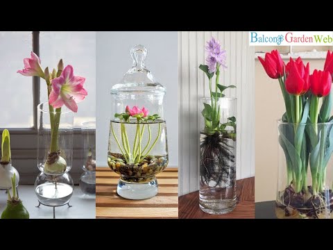 10 Water Flowers that Grow in Containers and Vases