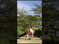 【凄技】筋肉付き過ぎてもアブローラープランシェはできるのか?#shorts