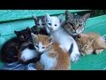 Mother Cat With Kittens And Two Feral Puppy In The Bushes