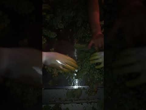 Grape sorting and processing at night