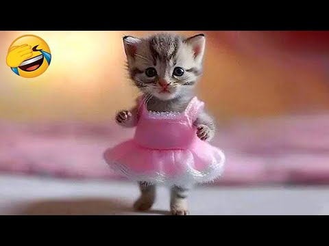 Try Not To Laugh ???? New Funny Cats and Dogs Videos ???????? Part 13