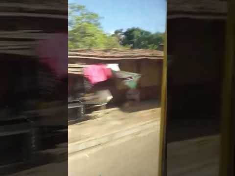 Colonia Milagro de la Paz Recorrido en zona baja, Y tu ya conoces la curruncha??