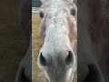 Donkeys Being Bossed Around By A Horse Donkey Horse