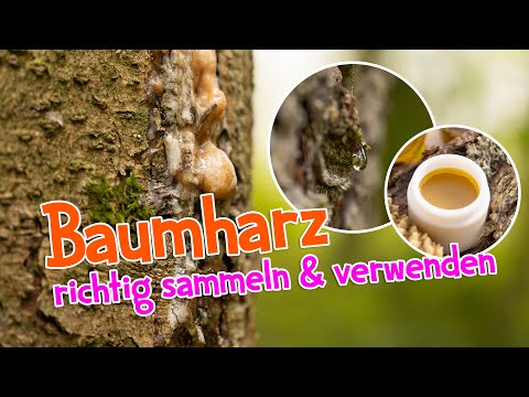Baumharz sammeln und verwenden 🌲 Die tollen Eigenschaften vom Harz der Bäume #wald #harz #bäume