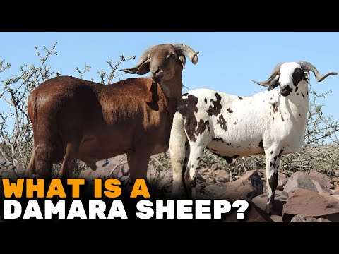 , title : 'ALL ABOUT THE DAMARA SHEEP BREED - Damara Sheep'