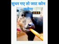 Jaat Status Jaat Ke Thaat