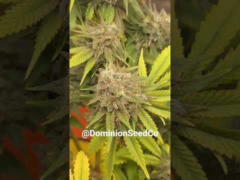 Sharon White Widow x C99 by Dominion Seed Co