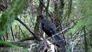 Download lagu Superb Lyrebird Song mp3