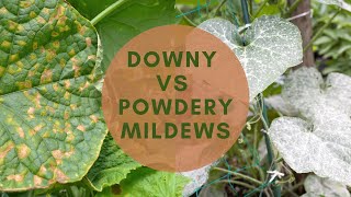 Downy VS. Powdery Mildew: Identify, Prevent, Treat