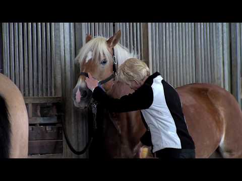 Reiten lernen für Spät- und Wiedereinsteiger