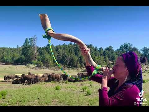 Elul 20/28 for #theShofarproject - Shofar in a field up Bison who rise for the sound of the Truah!!