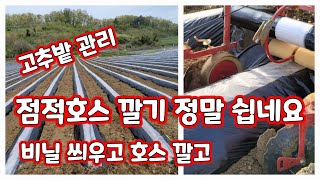 고추밭 비닐씌우고 점적호스깔기 비닐 종류 [고추재배방법]