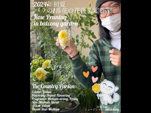 低木バラ 'ポスティリオン' 植物