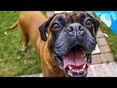 cure naturali per prostata ingrossata del cane grove