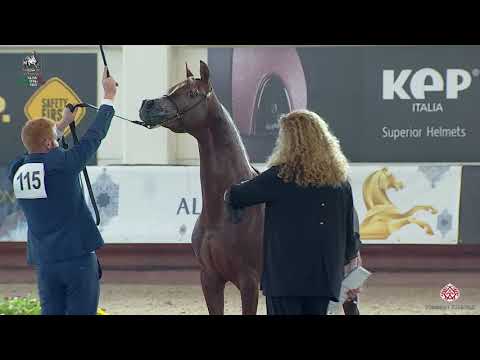 N 115 SG KARABIN   Italian Nationals 2020   San Giovanni In Marignano   Stallions 7 to 9 Years Old C