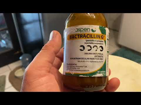 YouTube video about: Can you use bactracillin g on dogs?
