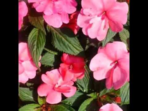 Happy birthday Manik