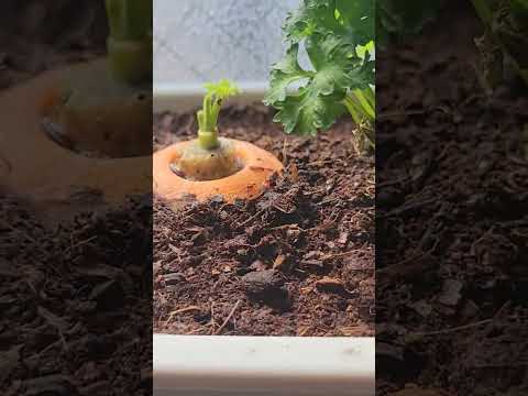 犬用パセリ 植物