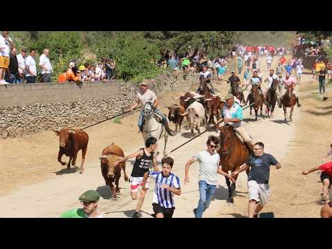 Segundo encierro de las fiestas de Lumbrales con novillos de la ganadería El Risco