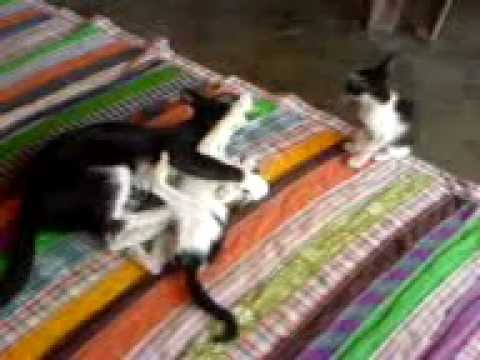 mom cat teaching kitten to fight